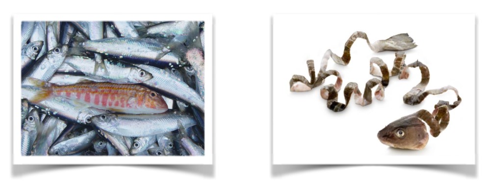 EU discard ban — fish bycatch and waste markets